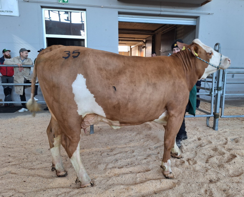 Die mischerbig hornlose Harlekin Pp*-Tochter LENARA Pp* erzielte bei der AgroTier in Wels 2024 einen Gruppensieg und wurde zu stolzen € 4.800,- nach Salzburg verkauft.